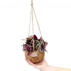 Kokodama Zebrina Purpusii - Vaderplant -Groen Planten Shop 970010 v