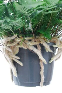 Humata Teyermanii - Apenpootje -Groen Planten Shop a24486 2