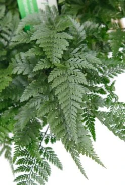 Humata Teyermanii - Apenpootje -Groen Planten Shop a24486 3