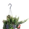 Aeschynanthus Swing - Lipstickplant 1 Aeschynanthus Swing - Lipstickplant -Groen Planten Shop aeschynanthus swing