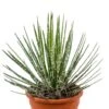 Agave Filifera - Eeuwplant 2 Agave Filifera - Eeuwplant -Groen Planten Shop agave filifera kamerplant