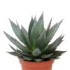 Agave Shaka Zulu - Eeuwplant 1 Agave Shaka Zulu - Eeuwplant -Groen Planten Shop agave shaka zulu kamerplant 2