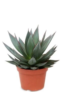 Agave Shaka Zulu - Eeuwplant