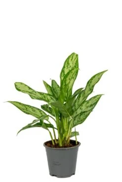 Aglaonema Silver Queen Compact - Chinese Evergreen