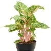 Aglaonema 'Coco Melon' - Chinese Evergreen -Groen Planten Shop aglaonema coco melon pink