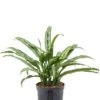 Aglaonema Cutlass 2 Aglaonema Cutlass -Groen Planten Shop aglaonema cutlass hydrocultuur kamerplant