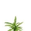 Aglaonema Cutlass - Chinese Evergreen -Groen Planten Shop aglaonema cutlass kamerplant 1