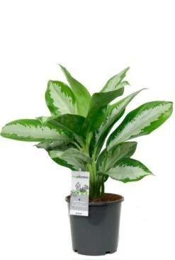Aglaonema Diamond Bay - Chinese Evergreen