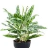Aglaonema 'Greyhound' - Chinese Evergreen -Groen Planten Shop aglaonema greyhound