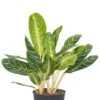 Aglaonema Key Lime - Chinese Evergreen 2 Aglaonema Key Lime - Chinese Evergreen -Groen Planten Shop aglaonema key lime kamerplant 1