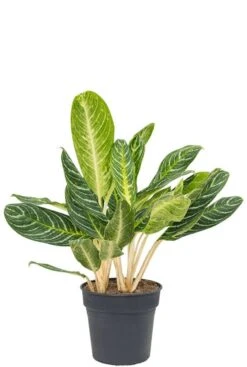 Aglaonema Key Lime - Chinese Evergreen
