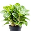 Aglaonema 'Lemon Mint' - Chinese Evergreen -Groen Planten Shop aglaonema lemon mint