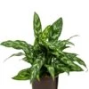 Aglaonema Maria - Chinese Evergreen 1 Aglaonema Maria - Chinese Evergreen -Groen Planten Shop aglaonema maria hydro plant