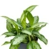 Aglaonema Silver Bay - Chinese Evergreen -Groen Planten Shop aglaonema silver bay hydro plant