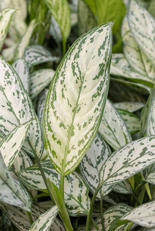 Aglaonema Silver King - Chinese Evergreen 4 Aglaonema Silver King - Chinese Evergreen - Afbeelding 2