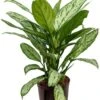 Aglaonema Silver King - Chinese Evergreen -Groen Planten Shop aglaonema silver king kamerplant