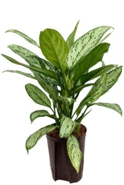 Aglaonema Silver King - Chinese Evergreen