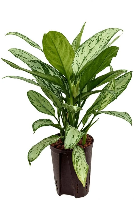 Aglaonema Silver King - Chinese Evergreen 3 Aglaonema Silver King - Chinese Evergreen