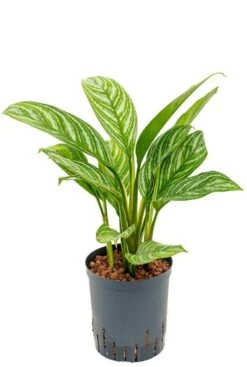 Aglaonema Stripes - Chinese Evergreen
