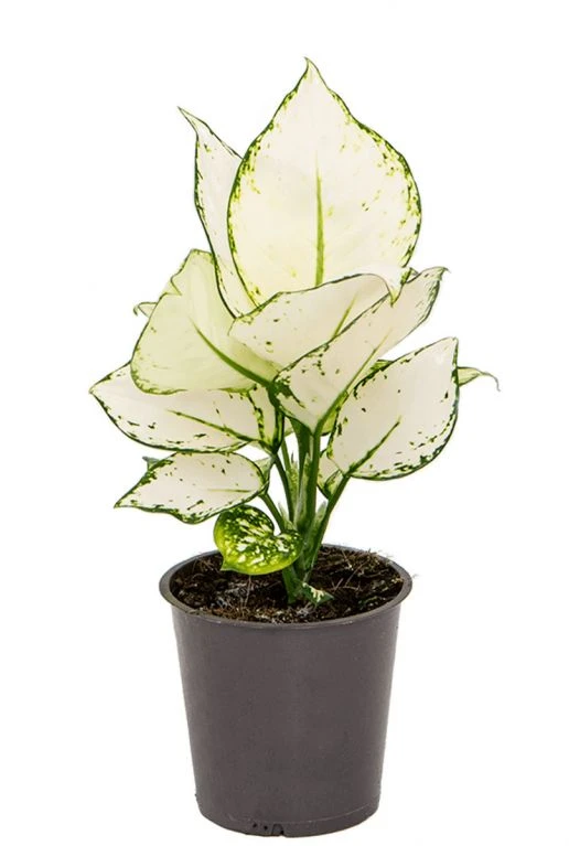 Aglaonema White Joy - Chinese Evergreen 3 Aglaonema White Joy - Chinese Evergreen
