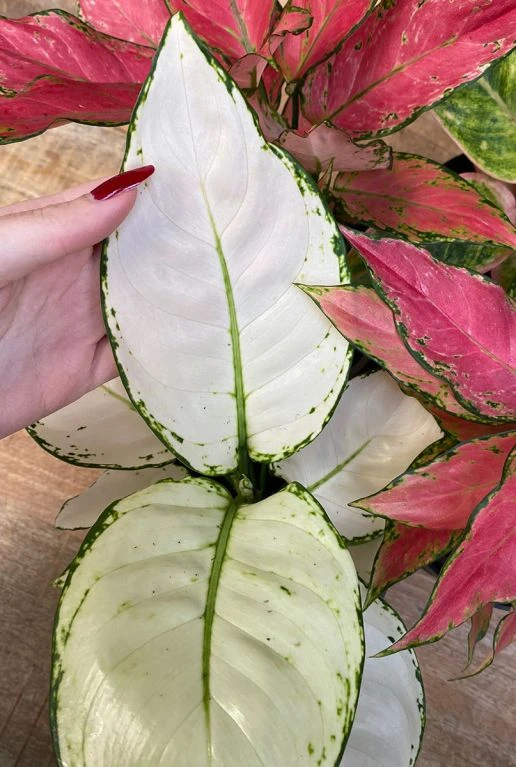 Aglaonema White Joy - Chinese Evergreen 4 Aglaonema White Joy - Chinese Evergreen - Afbeelding 2
