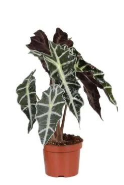 Alocasia Polly - Skeletplant