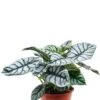 Alocasia 'Silver Dragon' - Olifantsoor -Groen Planten Shop alocasia silver dragon 1