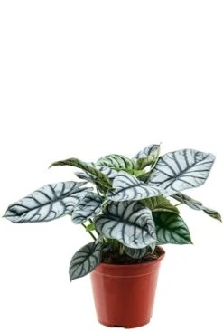 Alocasia 'Silver Dragon' - Olifantsoor