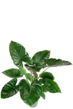 Alocasia Wentii - Olifantsoor 8 Alocasia Wentii - Olifantsoor -Groen Planten Shop alocasia wentii grote bladeren