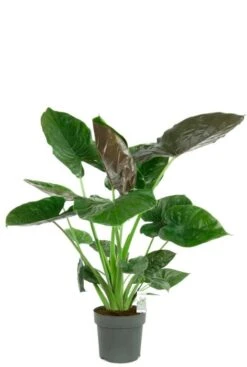 Alocasia Wentii - Olifantsoor