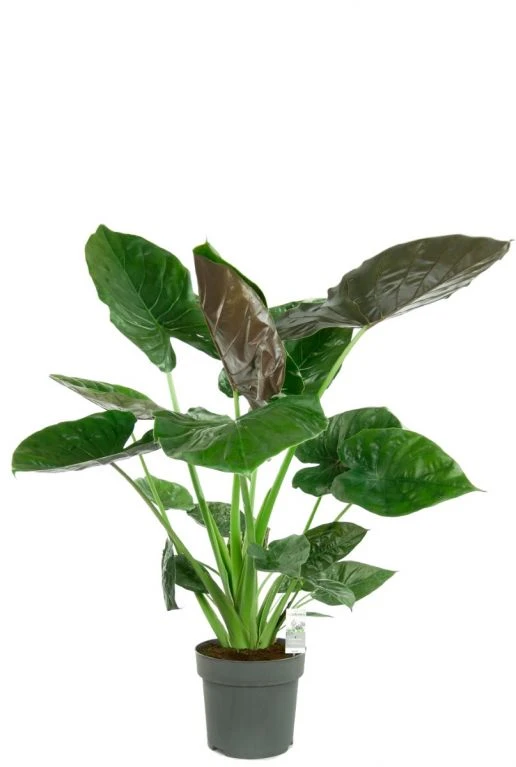 Alocasia Wentii - Olifantsoor 3 Alocasia Wentii - Olifantsoor