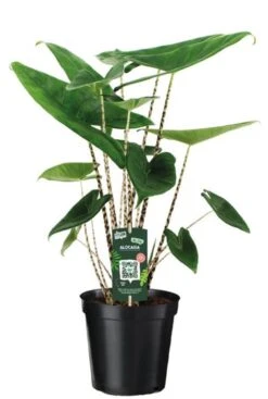 Alocasia Zebrina Siberian Tiger - Tijgerplant