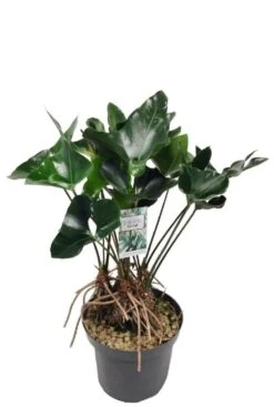 Anthurium Antarrow - Flamingoplant