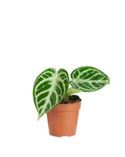 Anthurium Silver Blush - Flamingoplant