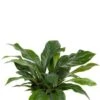 Anthurium Antingo - Flamingoplant -Groen Planten Shop anthurium antingo