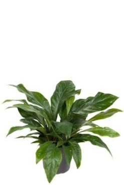 Anthurium Antingo - Flamingoplant