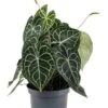 Anthurium Clarinervium - Flamingoplant -Groen Planten Shop anthurium clarinervium