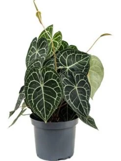 Anthurium Clarinervium - Flamingoplant