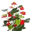 Anthurium - Flamingoplant 2 Anthurium - Flamingoplant -Groen Planten Shop anthurium kunstbloem