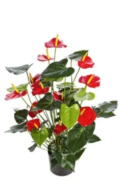Anthurium - Flamingoplant