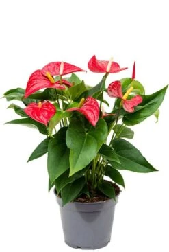 Anthurium Rode Bloem - Flamingoplant
