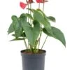 Anthurium Sierra - Flamingoplant 1 Anthurium Sierra - Flamingoplant -Groen Planten Shop anthurium sierra kamerplant hydro