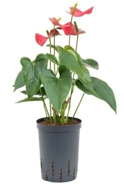Anthurium Sierra - Flamingoplant