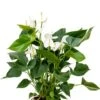 Witte Anthurium - Flamingoplant 2 Witte Anthurium - Flamingoplant -Groen Planten Shop anthurium sierra white