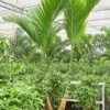Areca Catechu Dwarf - Goudpalm 2 Areca Catechu Dwarf - Goudpalm -Groen Planten Shop areca catechu dwarf palmboom
