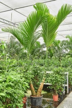Areca Catechu Dwarf - Goudpalm