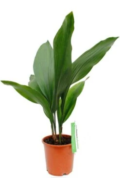 Aspidistra Eliator - Kwartjesplant