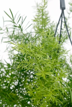 Asparagus Sprengeri - Sierasperge -Groen Planten Shop asparagus sprengeri2