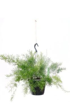 Asparagus Sprengeri - Sierasperge