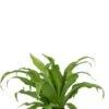 Asplenium Antiquum - Streepvaren -Groen Planten Shop asplenium antiquum kamerplant